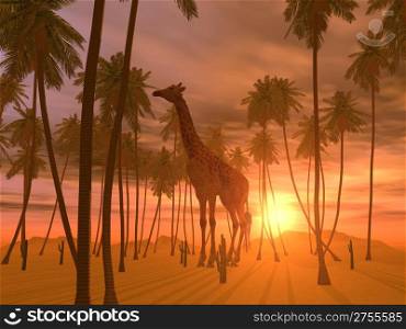 Giraffe on a background of the coming sun and palm trees