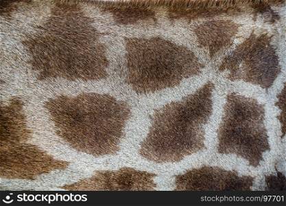 giraffe pattern texture skin background