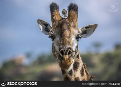 Giraffe portrait isolated in natural background in Kruger National park, South Africa ; Specie Giraffa camelopardalis family of Giraffidae. Giraffe in Kruger National park, South Africa