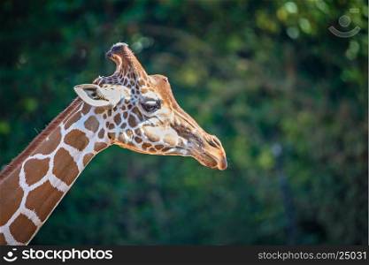 giraffe portrait profile with nature background