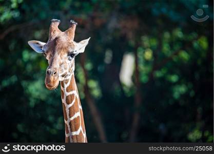 giraffe portrait profile with nature background