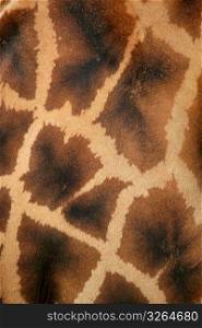 Giraffe real skin background pattern texture