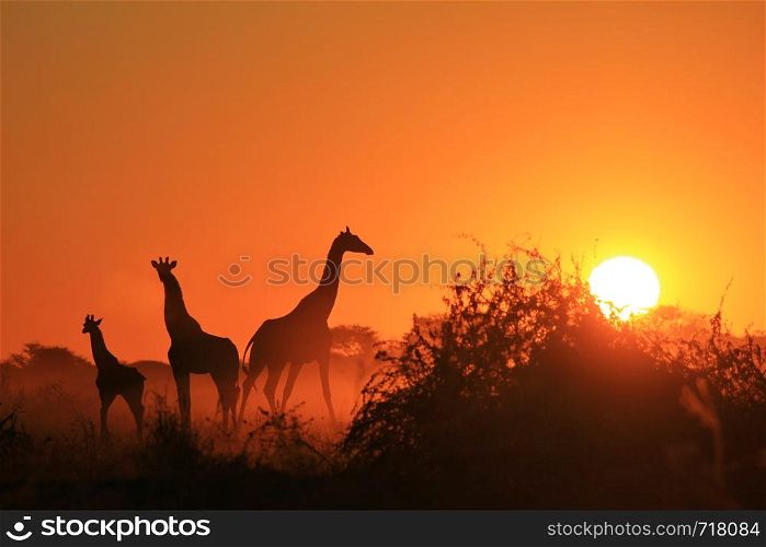 Giraffe Silhouette - Golden Sunset Skies