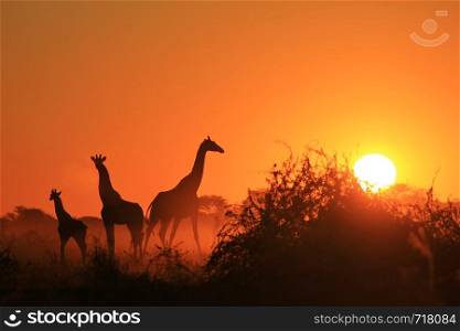 Giraffe Silhouette - Golden Sunset Skies
