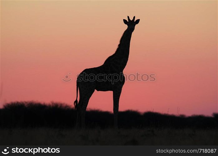 Giraffe Silhouette - Pink Skies over Africa