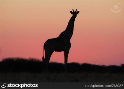 Giraffe Silhouette - Pink Skies over Africa