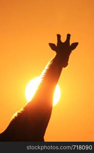 Giraffe Silhouette - Simplistic Gold