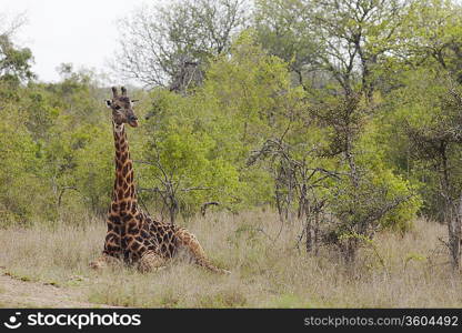 Giraffe sits in African plains