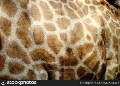 giraffe skin texture