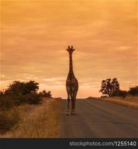 Giraffe standing front view on safari road at sunrise in Kruger National park, South Africa ; Specie Giraffa camelopardalis family of Giraffidae. Giraffe in Kruger National park, South Africa