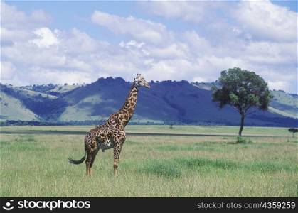 Giraffe standing in a field