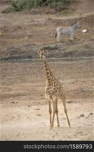 Giraffe standing in sandy riverbank in Kruger National park, South Africa ; Specie Giraffa camelopardalis family of Giraffidae. Giraffe in Kruger National park, South Africa