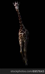 giraffe standing in the dark. giraffe ( Giraffa camelopardalis ) standing in the dark