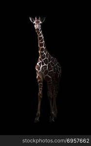 giraffe standing in the dark. giraffe ( Giraffa camelopardalis ) standing in the dark