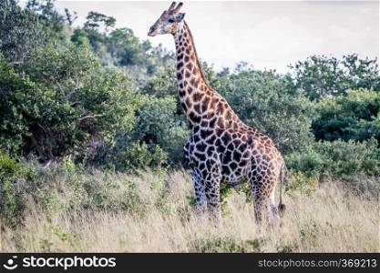 Giraffe standing in the grass in the Chobe National Park, Botswana.