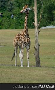 giraffe standing next to tree