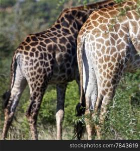 Giraffe standing together, South Africa