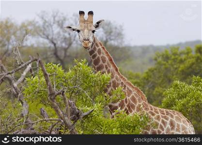 Giraffe stands in African woodland