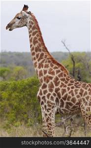 Giraffe stands side view profile