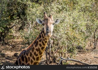 Giraffe starring at the camera in the Kruger National Park, South Africa.