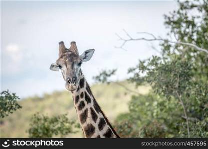 Giraffe starring at the camera in the Welgevonden game reserve, South Africa.