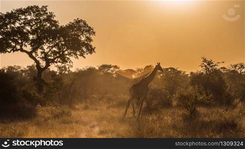 Giraffe walking in backlit at sunset in Kruger National park, South Africa ; Specie Giraffa camelopardalis family of Giraffidae. Giraffe in Kruger National park, South Africa