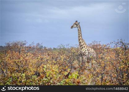 Giraffe walking in colourfull fall bush in Kruger National park, South Africa ; Specie Giraffa camelopardalis family of Giraffidae. Giraffe in Kruger National park, South Africa