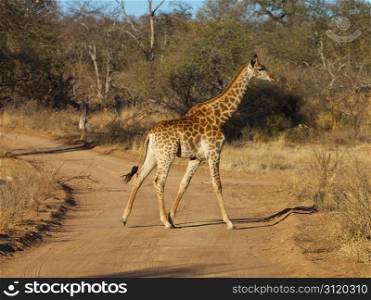 Giraffe walking in the Kruger National Park, South Africa