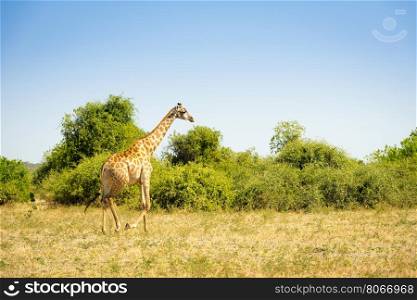 Giraffe walking on the plains in the wilds of Africa