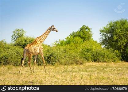 Giraffe walking on the plains in the wilds of Africa