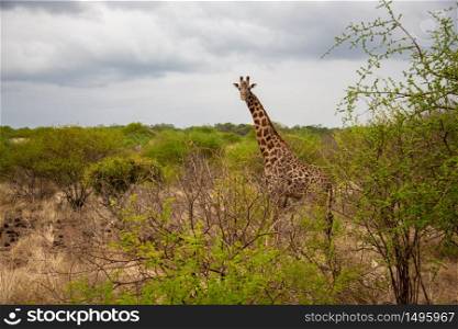 Giraffe watching you behind the bush
