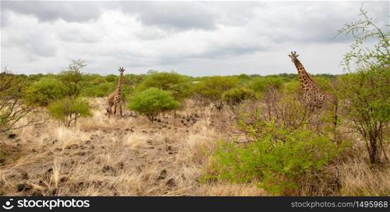 Giraffe watching you behind the bush in Kenya
