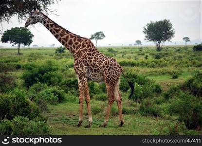 Giraffe which eats tree leaves in the Tanzanian meadow