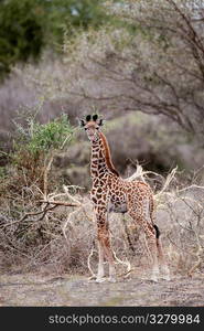 Giraffe wildlife in Kenya