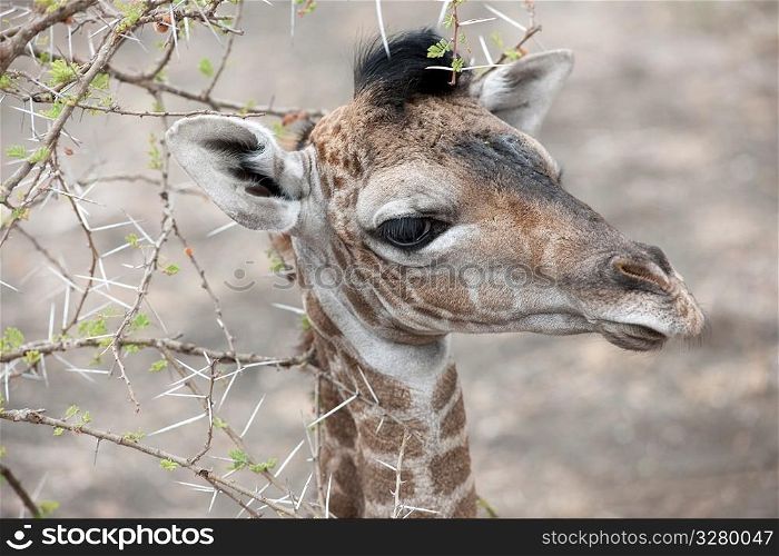 Giraffe wildlife in Kenya