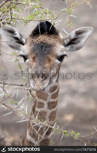 Giraffe wildlife in Kenya