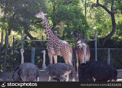 giraffeAin an open cage at the zoo