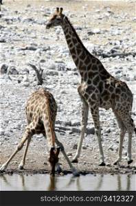 Giraffes are drinking, Namibia, Etosha Park