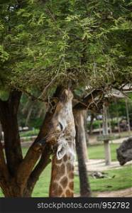 Giraffes are eating food that humans feed