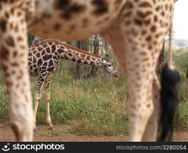 Giraffes feeding in Kenya Africa