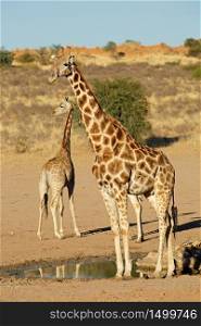 Giraffes (Giraffa camelopardalis) at a waterhole, Kalahari desert, South Africa