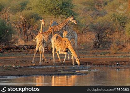 Giraffes (Giraffa camelopardalis) drinking at a waterhole, Kruger National Park, South Africa