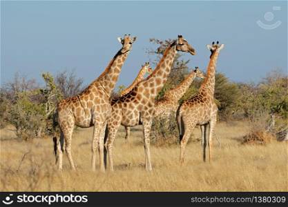 Giraffes (Giraffa camelopardalis) in natural habitat, Etosha National Park, Namibia