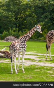 giraffes in the zoo safari park