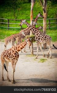 giraffes in the zoo safari park. giraffes in the zoo