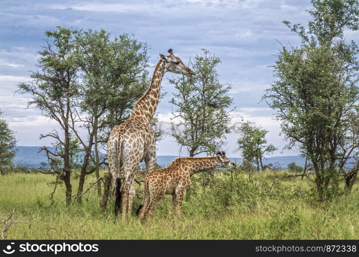 Giraffes mother and baby in Kruger National park, South Africa ; Specie Giraffa camelopardalis family of Giraffidae. Giraffe in Kruger National park, South Africa