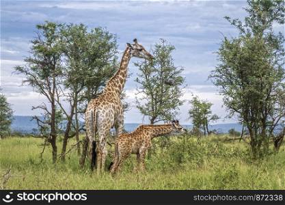 Giraffes mother and baby in Kruger National park, South Africa ; Specie Giraffa camelopardalis family of Giraffidae. Giraffe in Kruger National park, South Africa