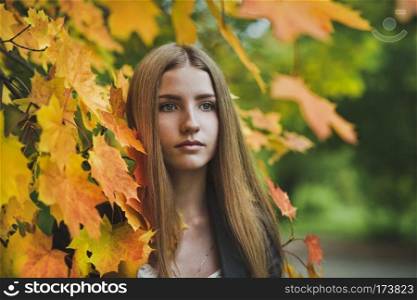 Girl among maple leaves in autumn.. Autumn portrait of a girl in maple leaves 3667.