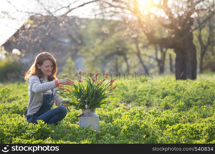girl collects a bouquet of tulips in the garden against the backdrop of the sunset. spring and gardening