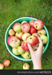 girl collects ripe apples in bucket in fruit garden in summer day